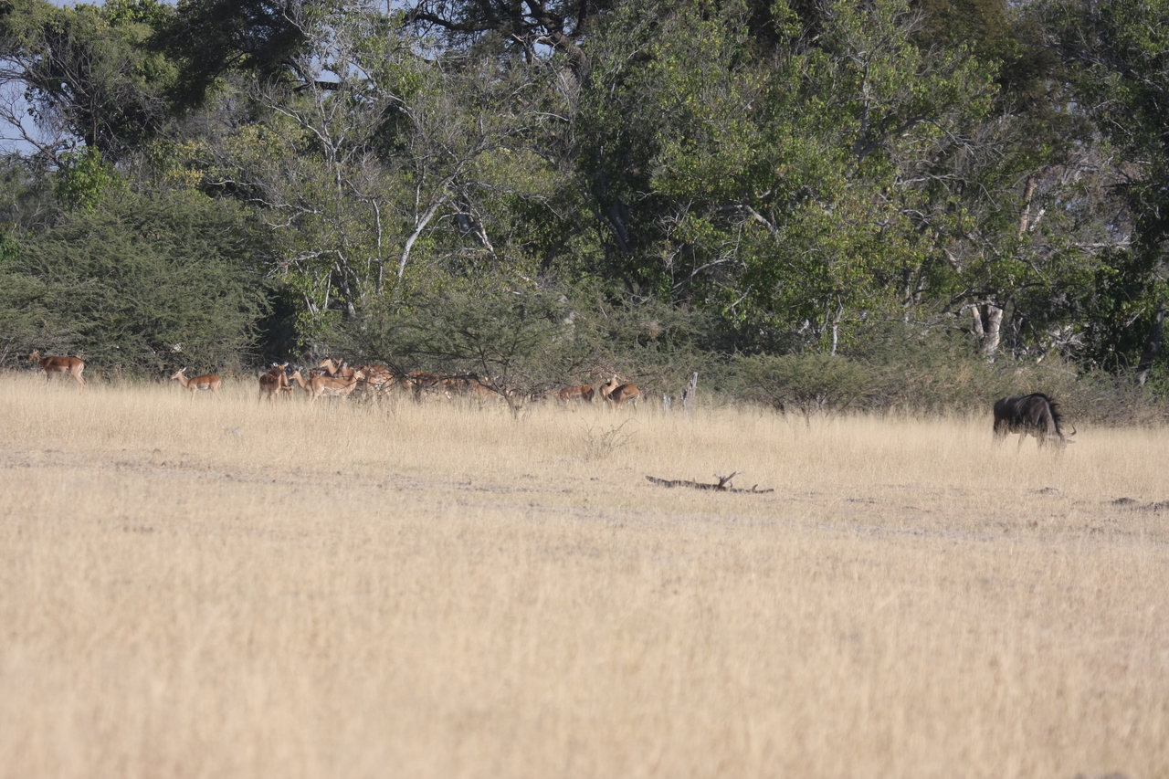 [23255] 2016_06_30_03_21_29_Africa_Canon_EOS_40D_IMG__11308.jpg