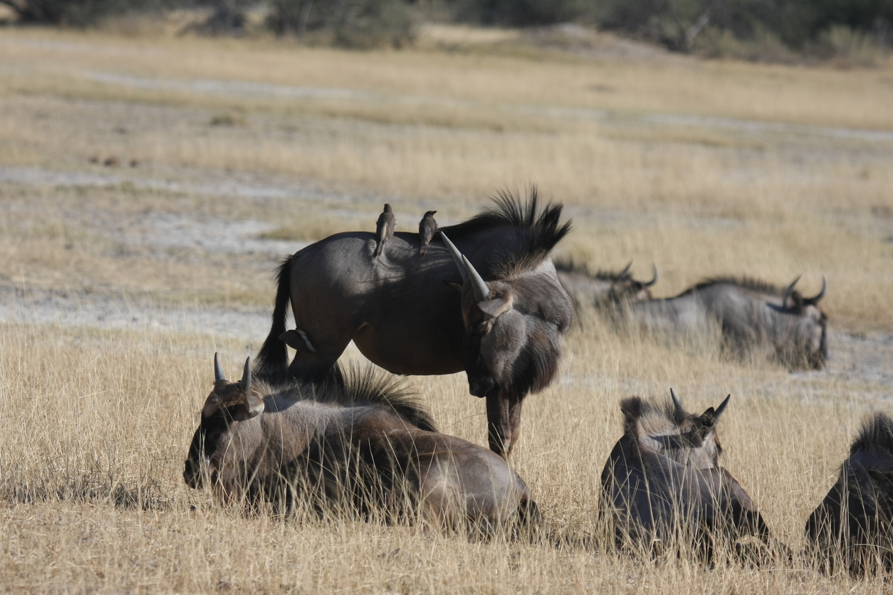 [23261] 2016_06_30_03_24_21_Africa_Canon_EOS_40D_IMG__03865.jpg