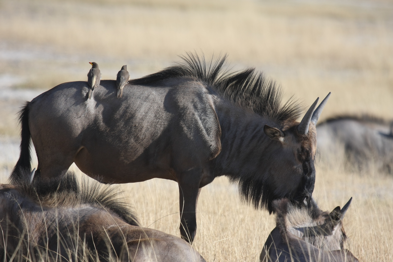 [23281] 2016_06_30_03_24_28_Africa_Canon_EOS_40D_IMG__03871.jpg