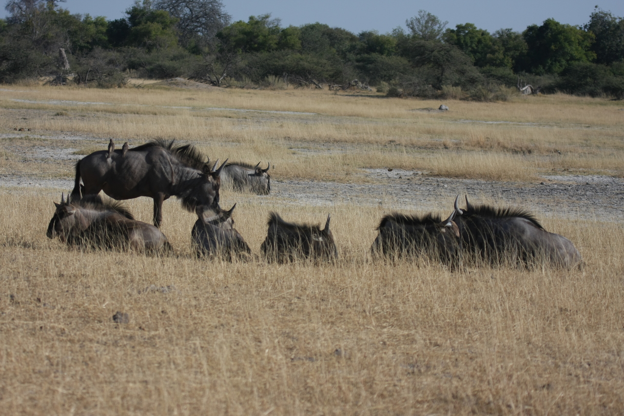 [23290] 2016_06_30_03_24_46_Africa_Canon_EOS_40D_IMG__00150.jpg
