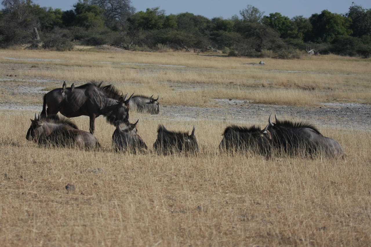 [23293] 2016_06_30_03_24_46_Africa_Canon_EOS_40D_IMG__11322.jpg