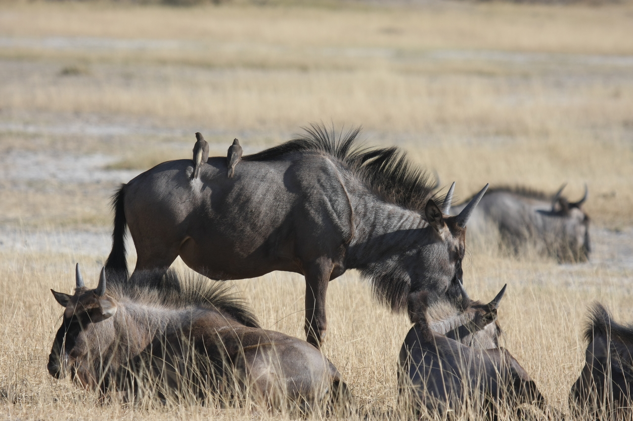 [23295] 2016_06_30_03_24_51_Africa_Canon_EOS_40D_IMG__00151.jpg
