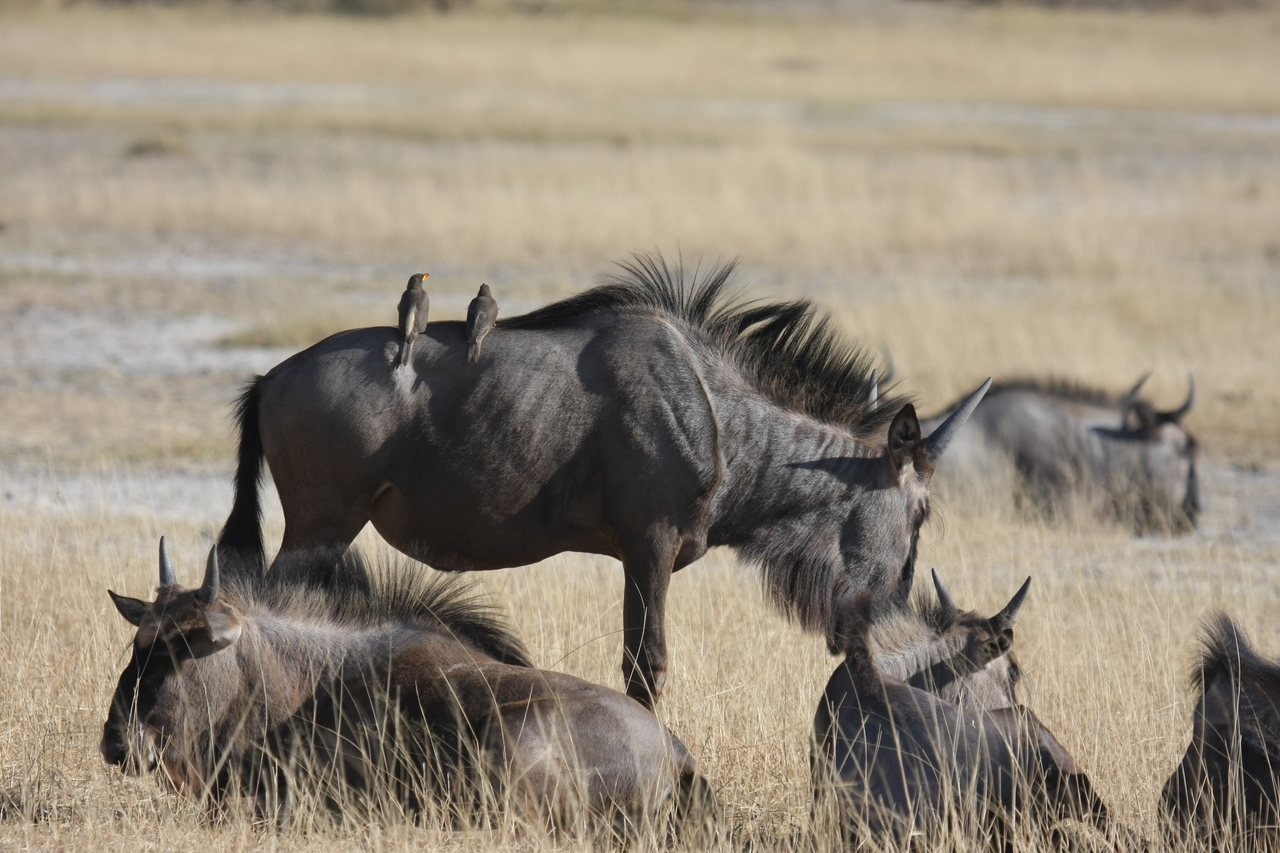 [23297] 2016_06_30_03_24_51_Africa_Canon_EOS_40D_IMG__00153.jpg