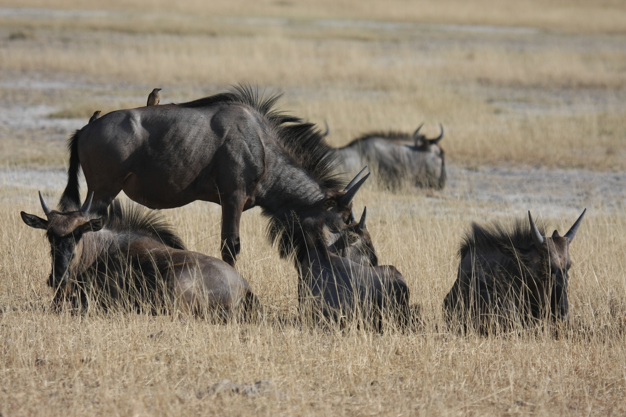 [23331] 2016_06_30_03_25_53_Africa_Canon_EOS_40D_IMG__00164.jpg
