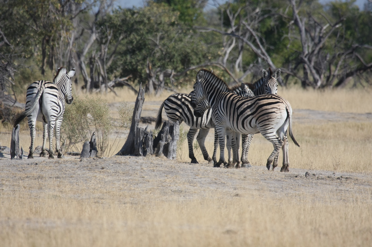[23351] 2016_06_30_03_42_00_Africa_Canon_EOS_40D_IMG__11344.jpg