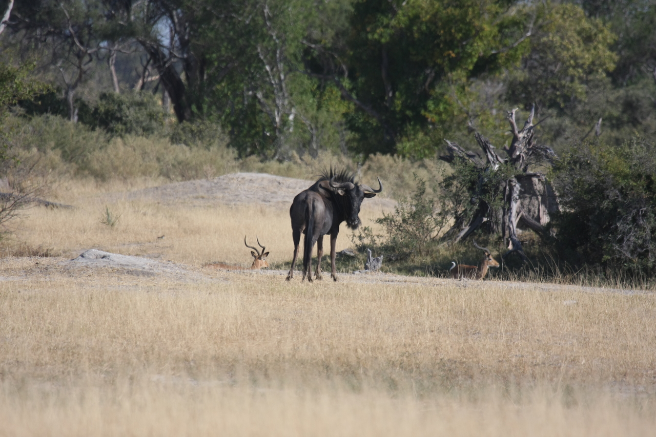 [23356] 2016_06_30_03_42_22_Africa_Canon_EOS_40D_IMG__00174.jpg