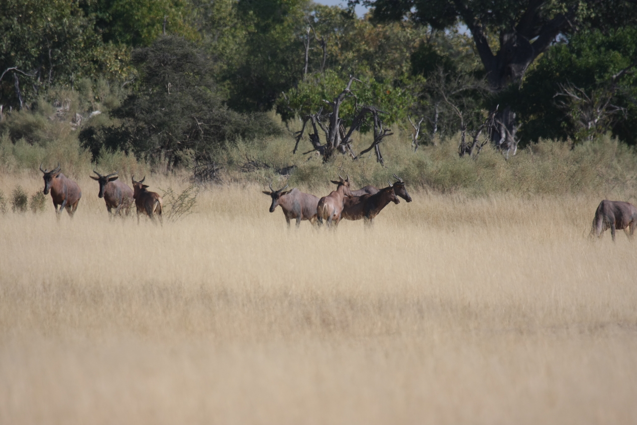 [23362] 2016_06_30_03_42_33_Africa_Canon_EOS_40D_IMG__00176.jpg