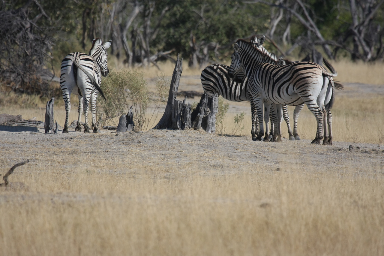 [23372] 2016_06_30_03_42_43_Africa_Canon_EOS_40D_IMG__11351.jpg