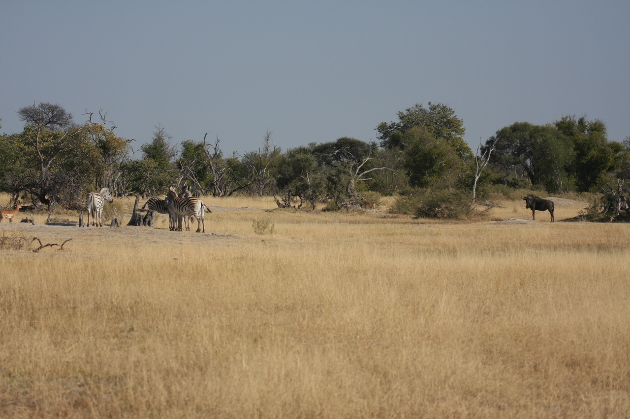 [23379] 2016_06_30_03_43_01_Africa_Canon_EOS_40D_IMG__00182.jpg