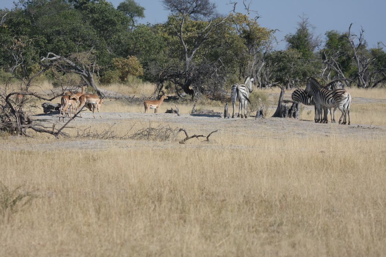 [23385] 2016_06_30_03_43_16_Africa_Canon_EOS_40D_IMG__00184.jpg