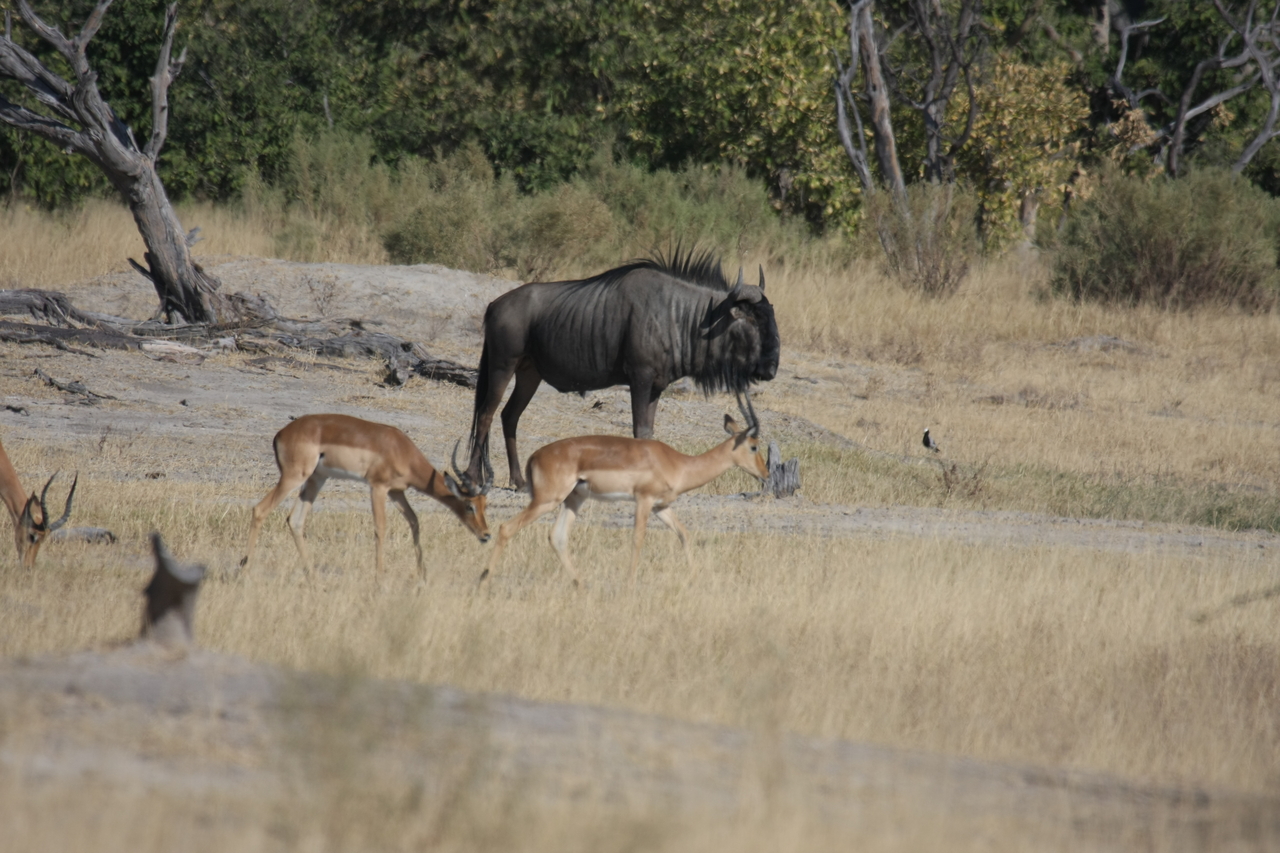 [23427] 2016_06_30_03_46_46_Africa_Canon_EOS_40D_IMG__11370.jpg