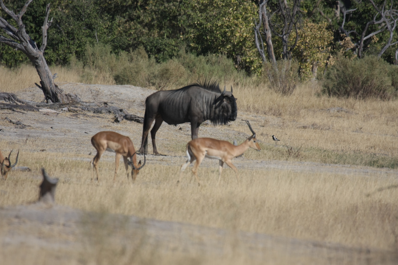 [23429] 2016_06_30_03_46_46_Africa_Canon_EOS_40D_IMG__11372.jpg