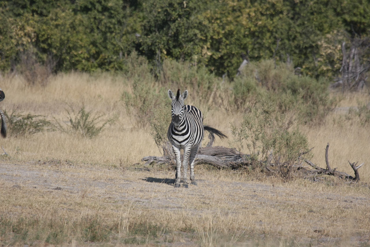 [23444] 2016_06_30_03_47_04_Africa_Canon_EOS_40D_IMG__11378.jpg