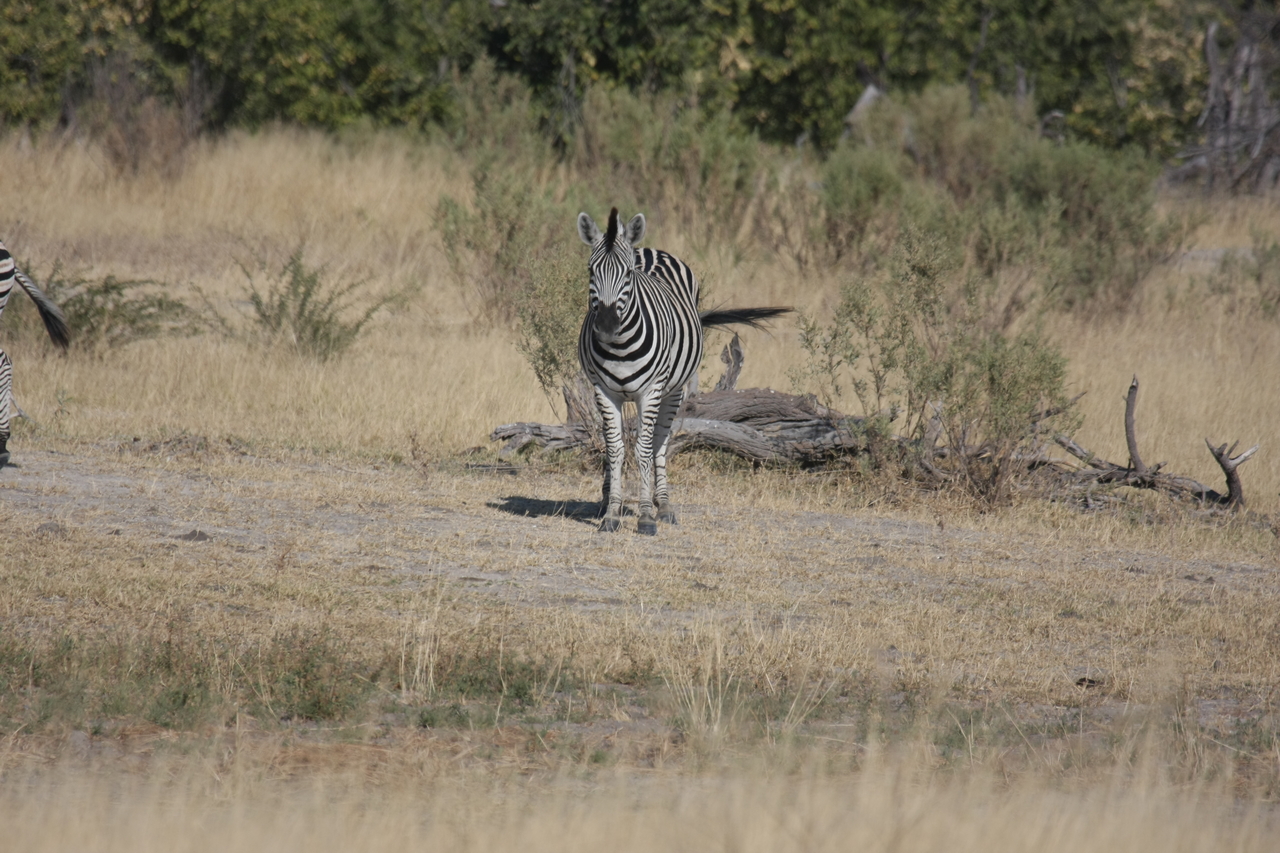 [23446] 2016_06_30_03_47_14_Africa_Canon_EOS_40D_IMG__00207.jpg
