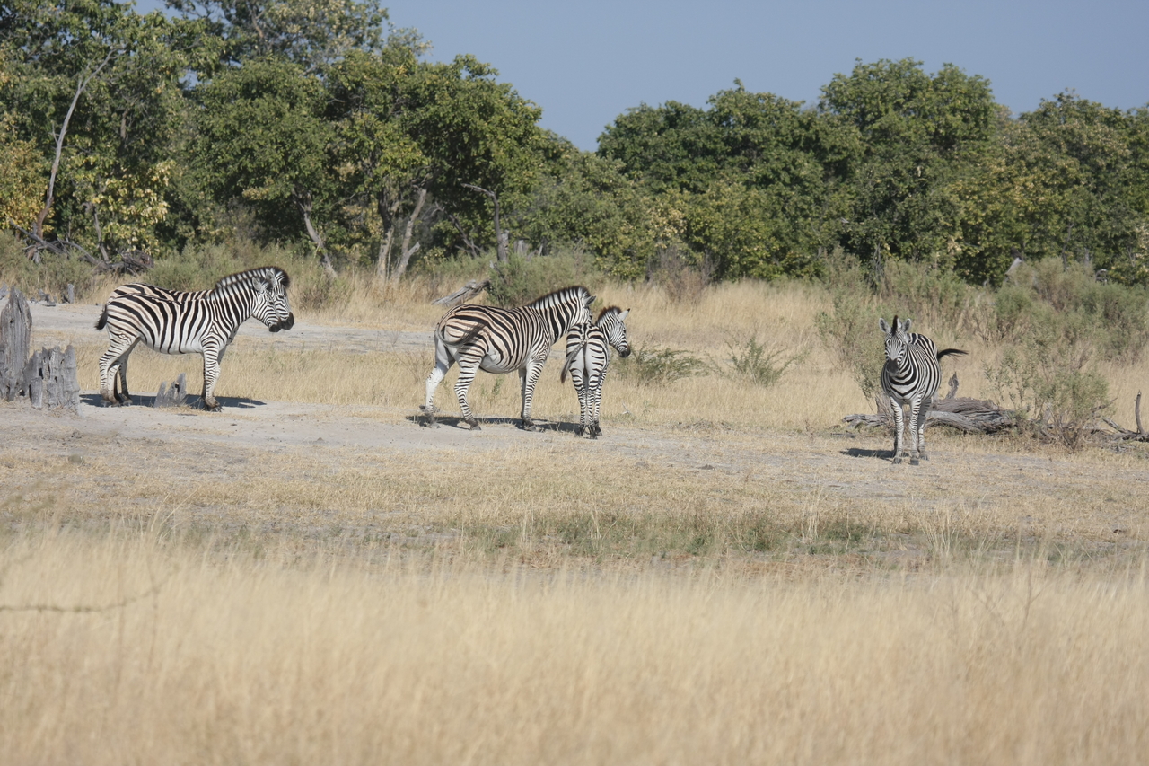 [23453] 2016_06_30_03_47_22_Africa_Canon_EOS_40D_IMG__00210.jpg