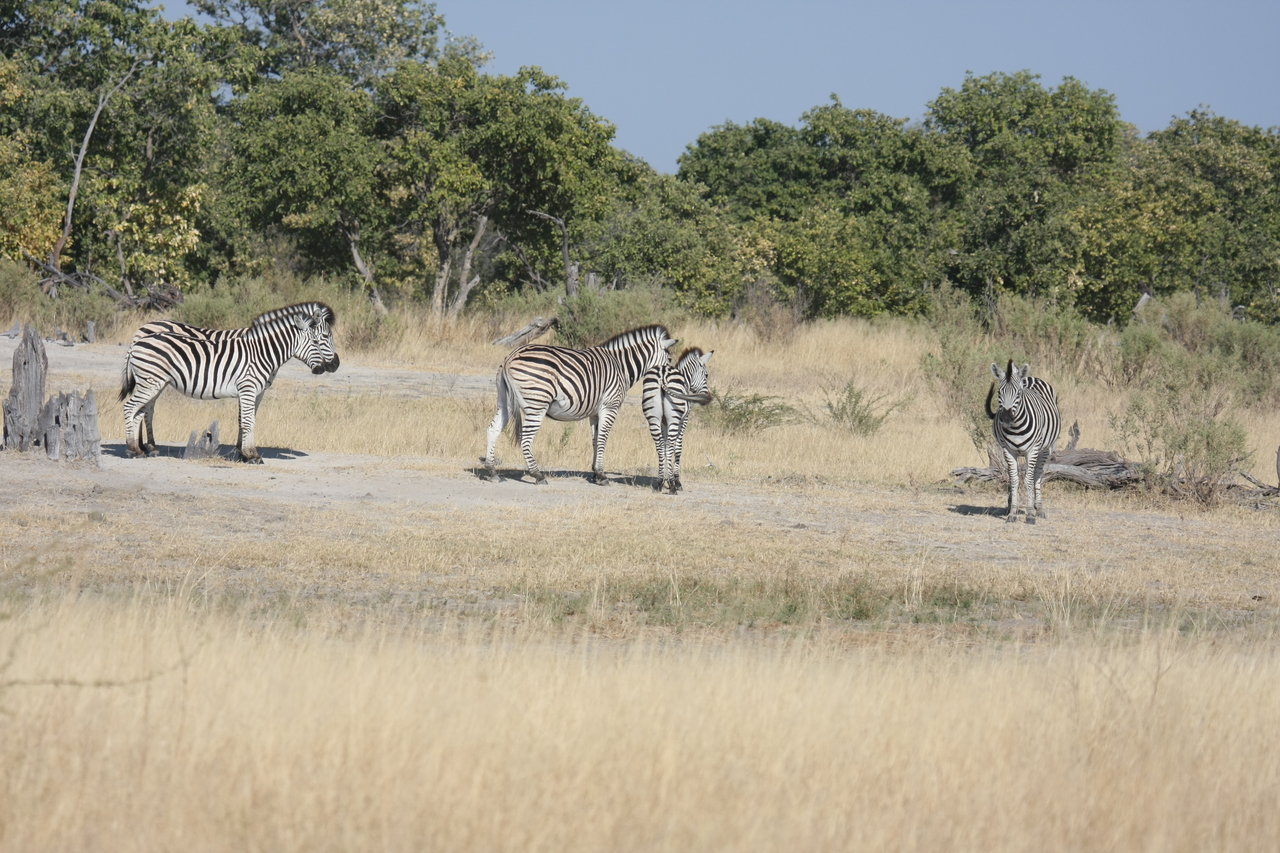 [23458] 2016_06_30_03_47_22_Africa_Canon_EOS_40D_IMG__11382.jpg