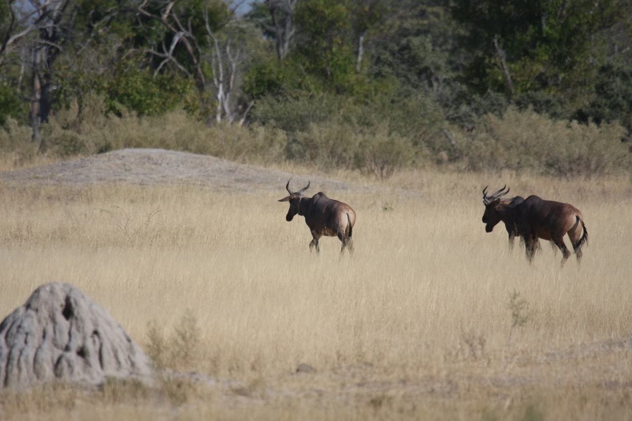 [23460] 2016_06_30_03_47_55_Africa_Canon_EOS_40D_IMG__00211.jpg