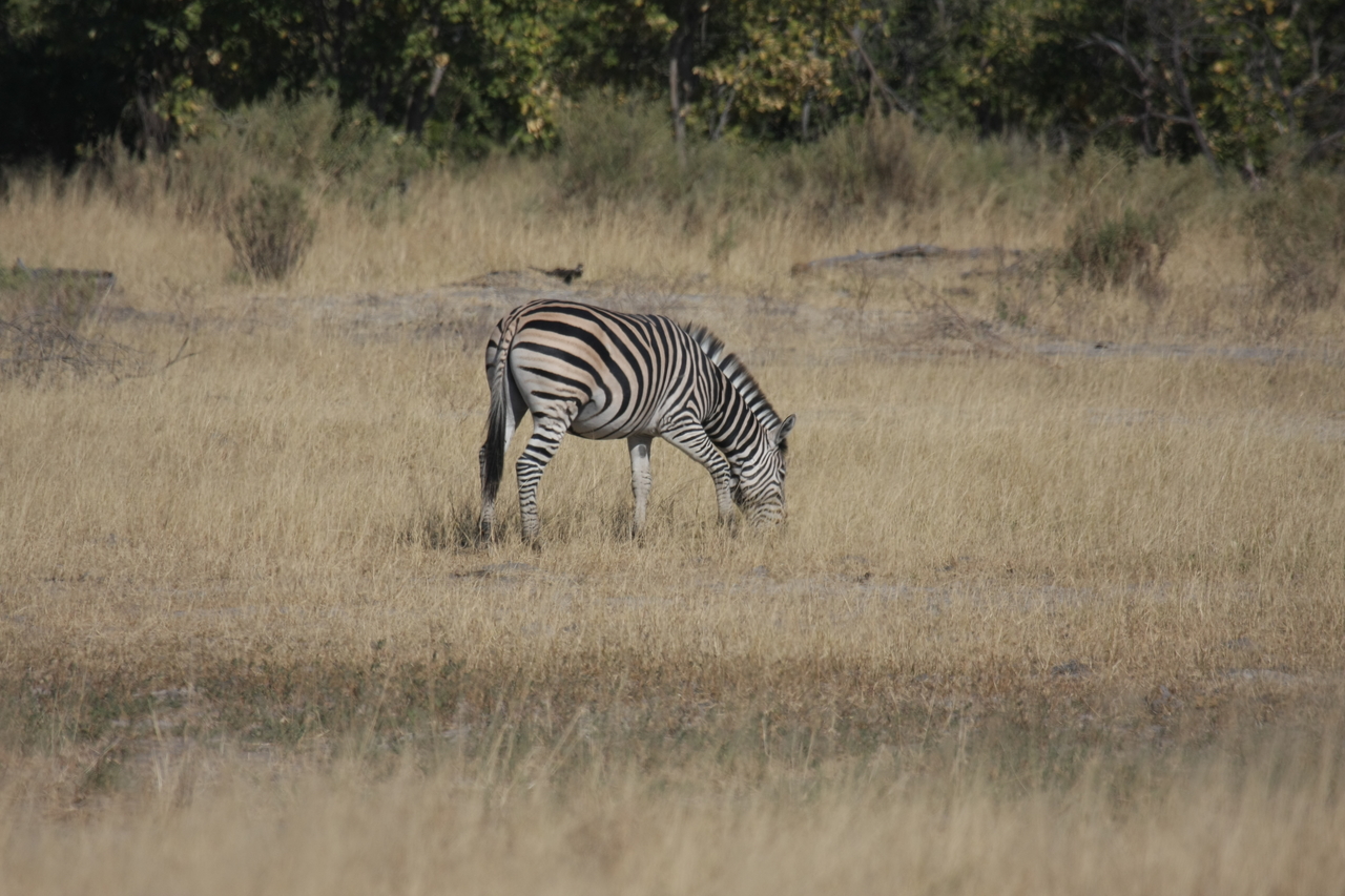 [23473] 2016_06_30_03_48_13_Africa_Canon_EOS_40D_IMG__11388.jpg