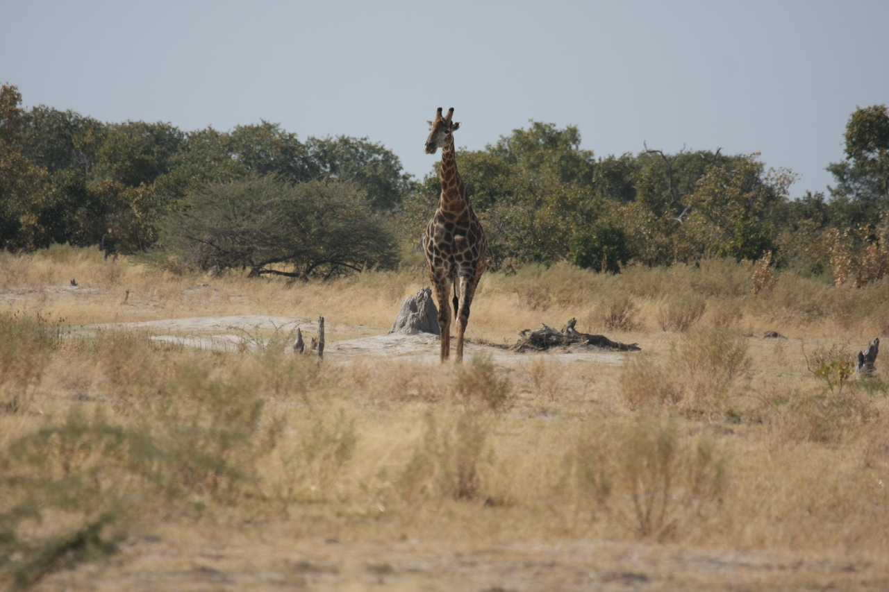 [23544] 2016_06_30_04_57_16_Africa_Canon_EOS_40D_IMG__00234.jpg