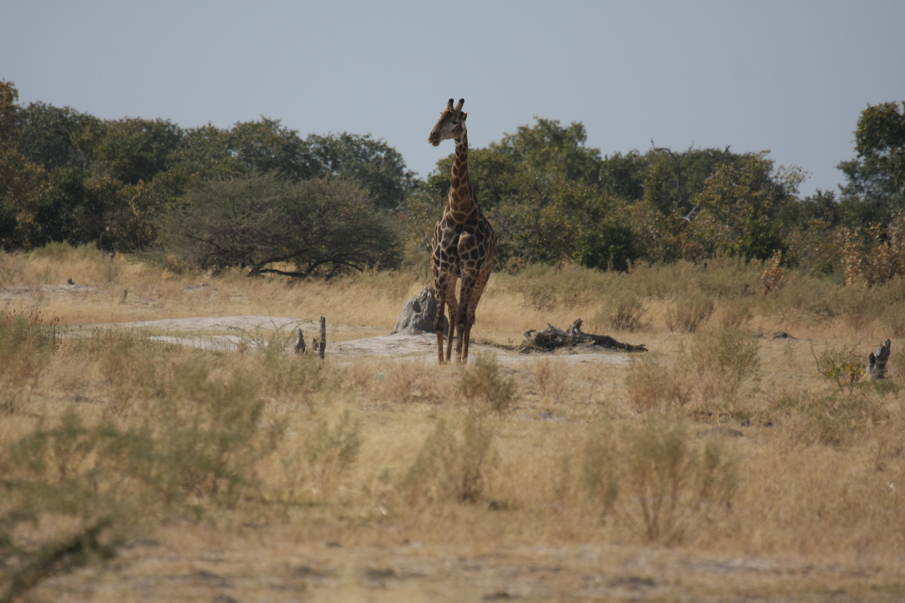 [23546] 2016_06_30_04_57_16_Africa_Canon_EOS_40D_IMG__00237.jpg