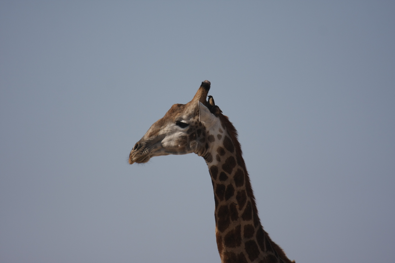 [23591] 2016_06_30_04_59_29_Africa_Canon_EOS_40D_IMG__11422.jpg