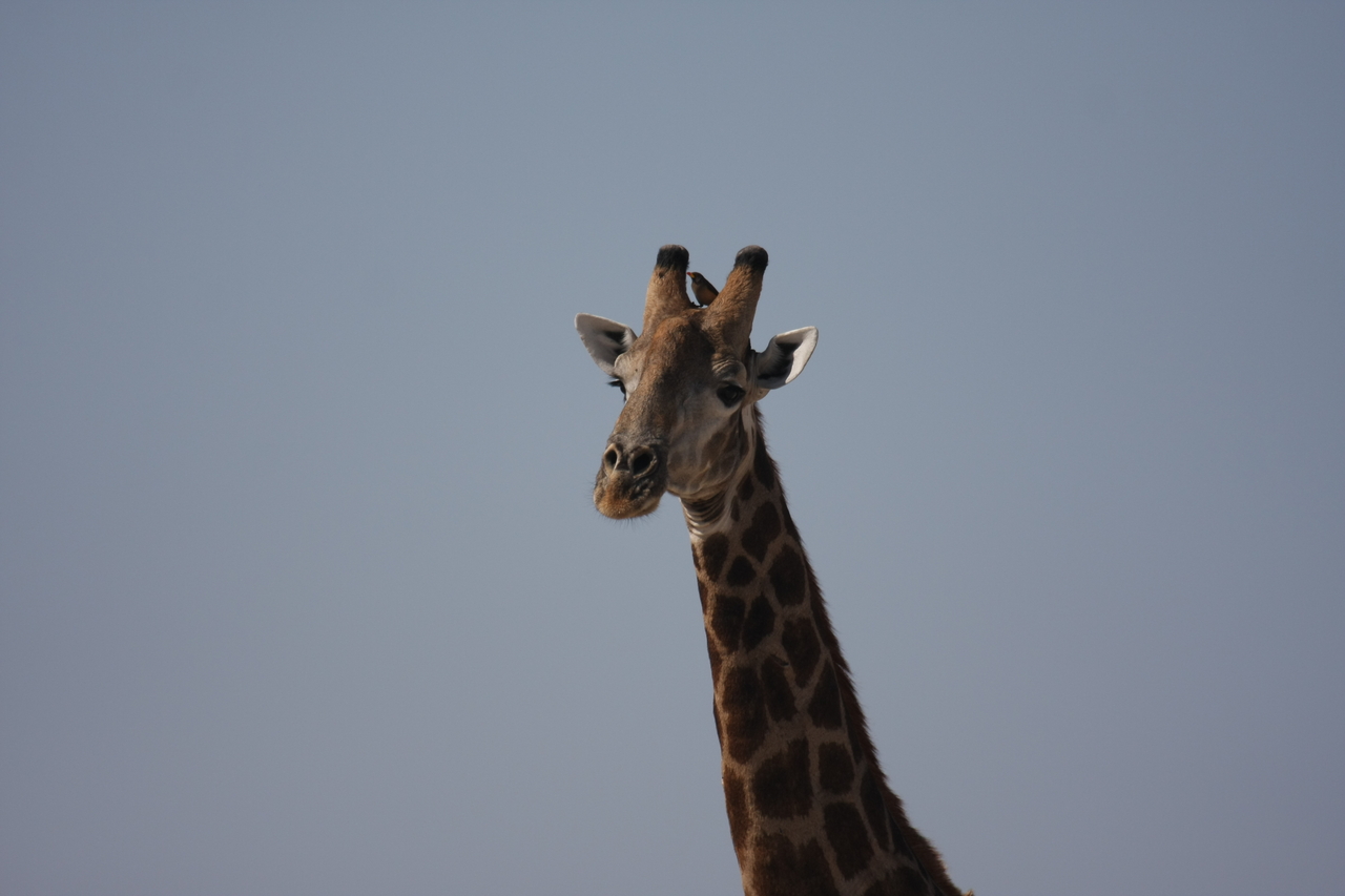 [23598] 2016_06_30_04_59_33_Africa_Canon_EOS_40D_IMG__11423.jpg
