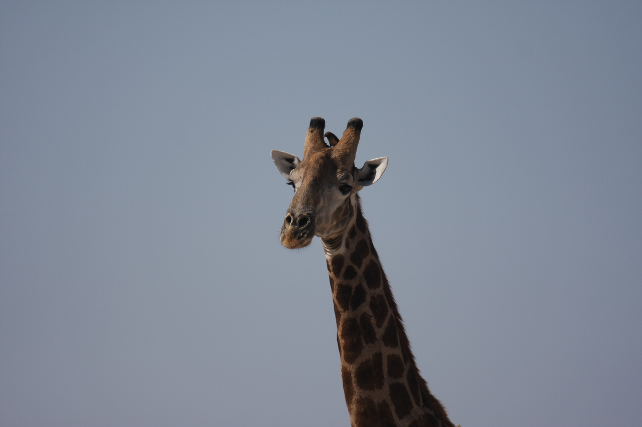 [23599] 2016_06_30_04_59_33_Africa_Canon_EOS_40D_IMG__11424.jpg