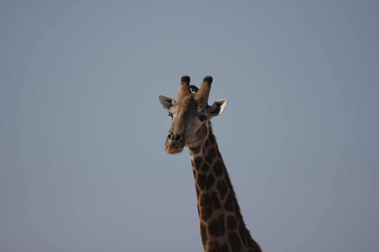 [23601] 2016_06_30_04_59_34_Africa_Canon_EOS_40D_IMG__00253.jpg