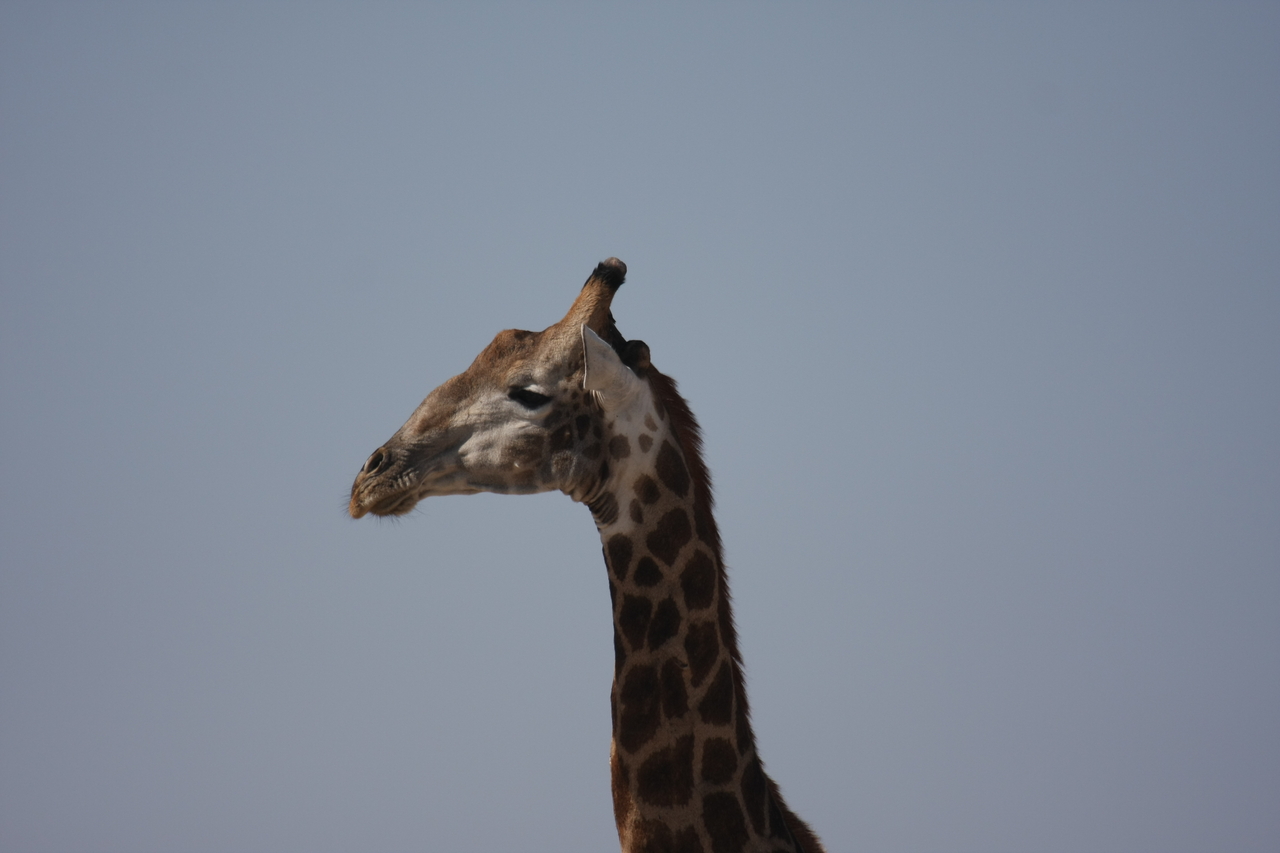 [23606] 2016_06_30_04_59_41_Africa_Canon_EOS_40D_IMG__00256.jpg