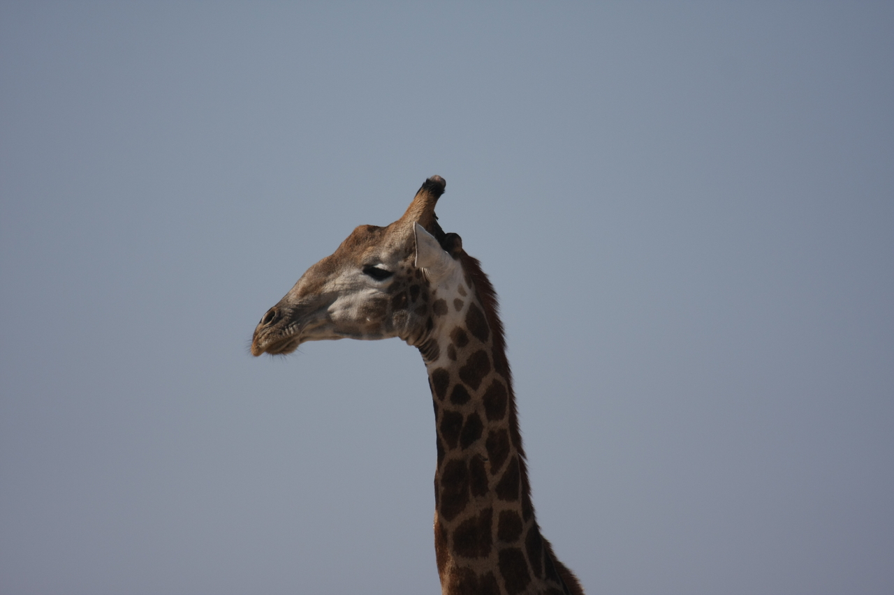 [23611] 2016_06_30_04_59_41_Africa_Canon_EOS_40D_IMG__11428.jpg