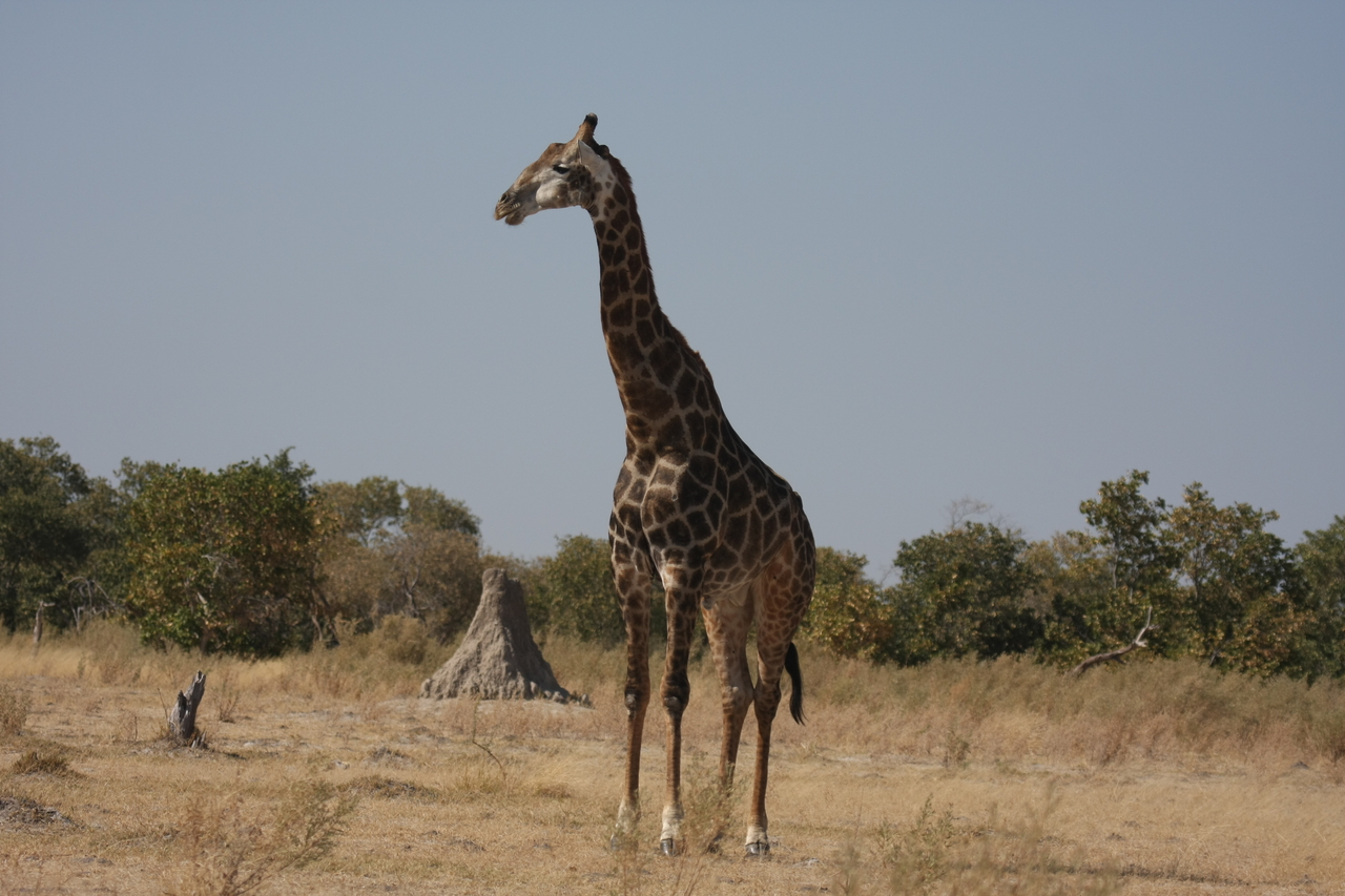 [23617] 2016_06_30_04_59_52_Africa_Canon_EOS_40D_IMG__11430.jpg
