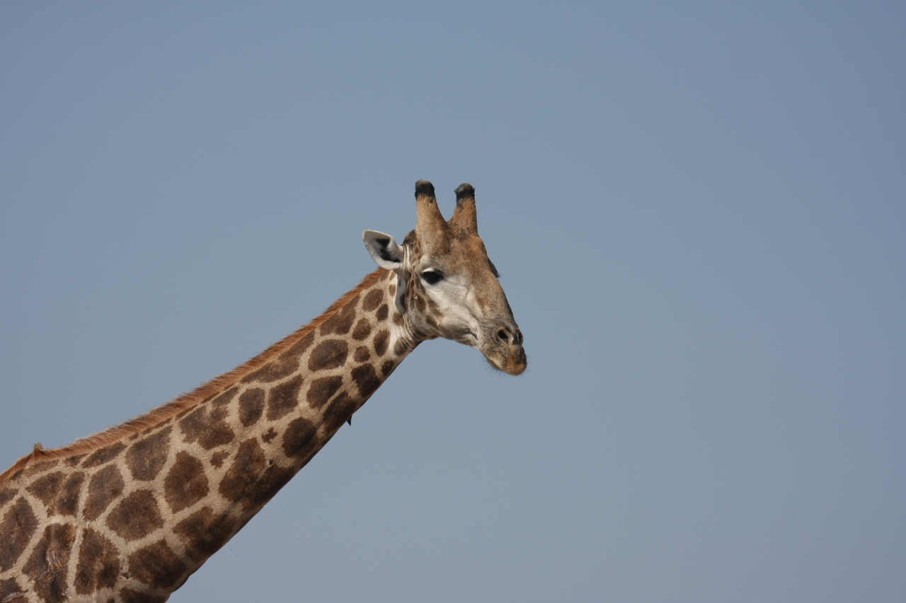 [23630] 2016_06_30_05_02_30_Africa_Canon_EOS_40D_IMG__00261.jpg