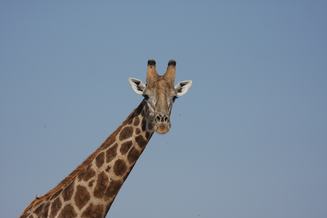 [23685] 2016_06_30_05_02_56_Africa_Canon_EOS_40D_IMG__04002.jpg