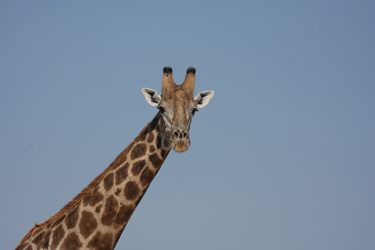 [23686] 2016_06_30_05_02_56_Africa_Canon_EOS_40D_IMG__04003.jpg