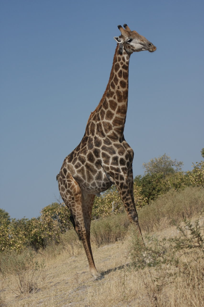 [23707] 2016_06_30_05_03_15_Africa_Canon_EOS_40D_IMG__00284.jpg