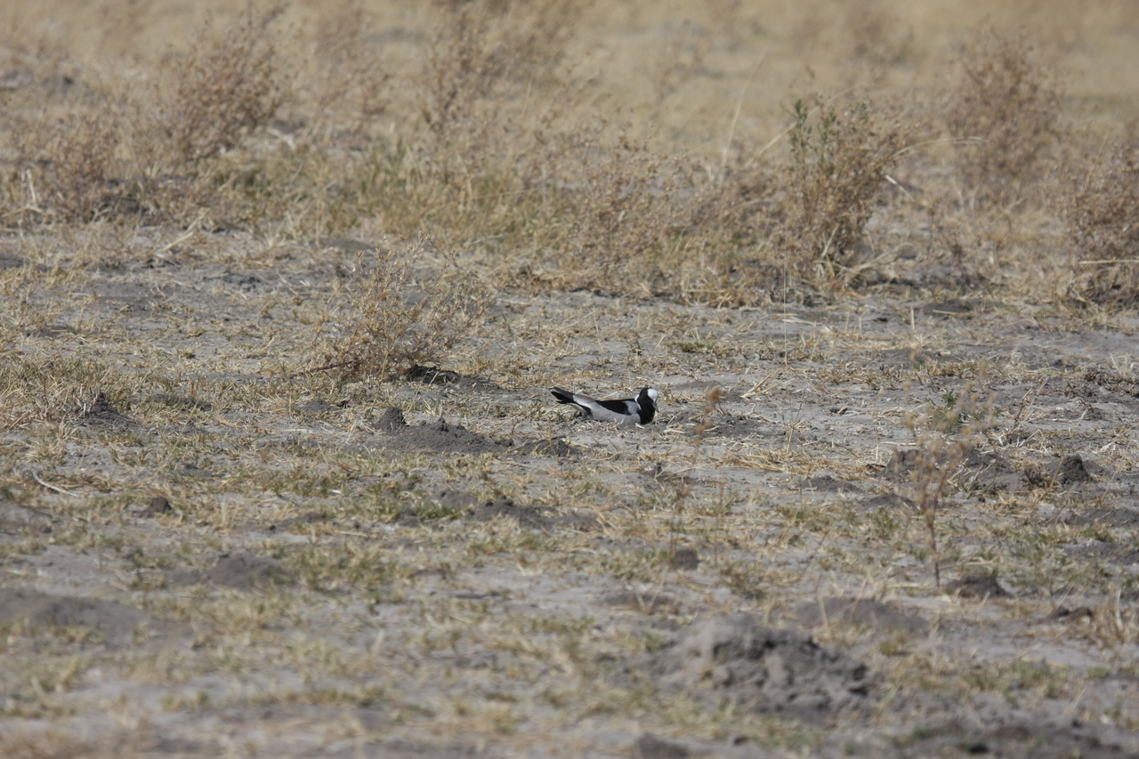 [23715] 2016_06_30_05_04_04_Africa_Canon_EOS_40D_IMG__00286.jpg