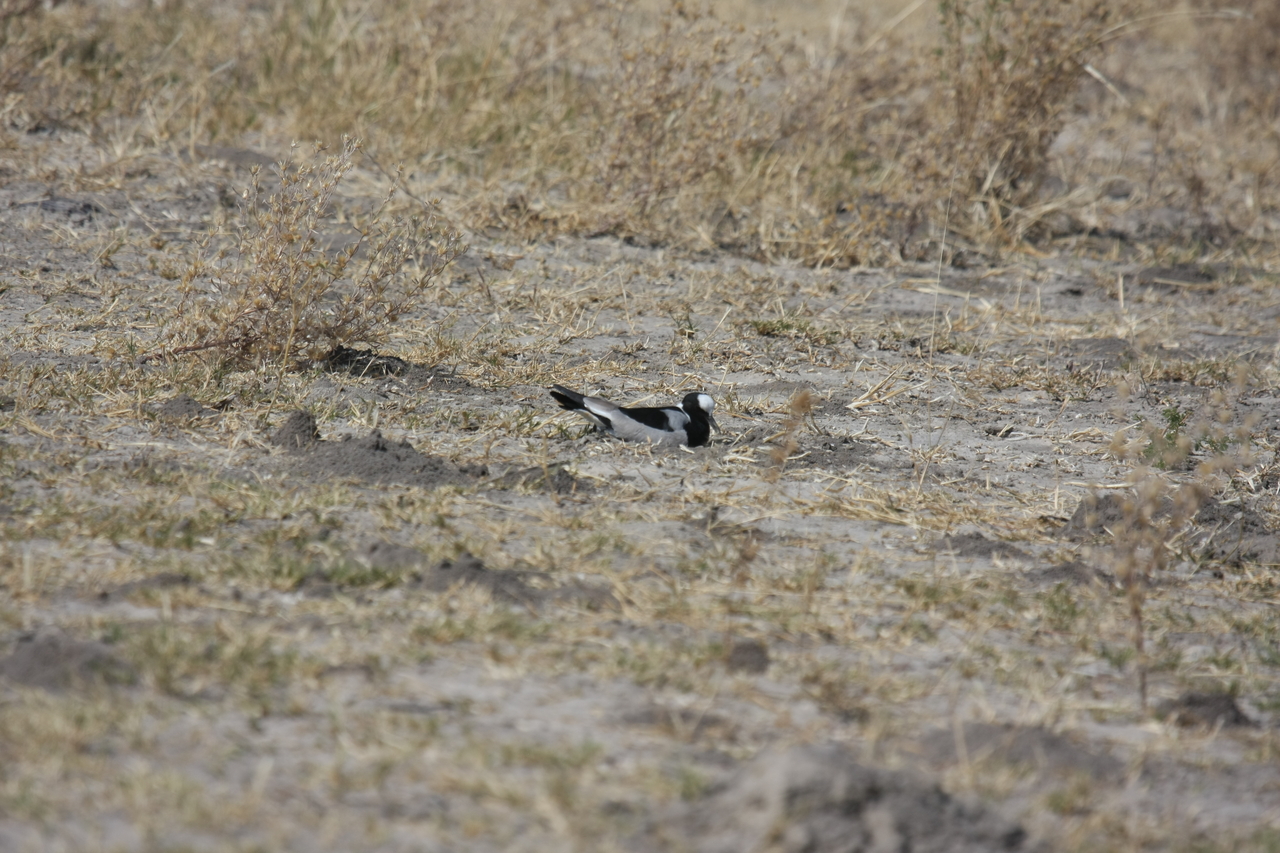 [23720] 2016_06_30_05_04_15_Africa_Canon_EOS_40D_IMG__04013.jpg