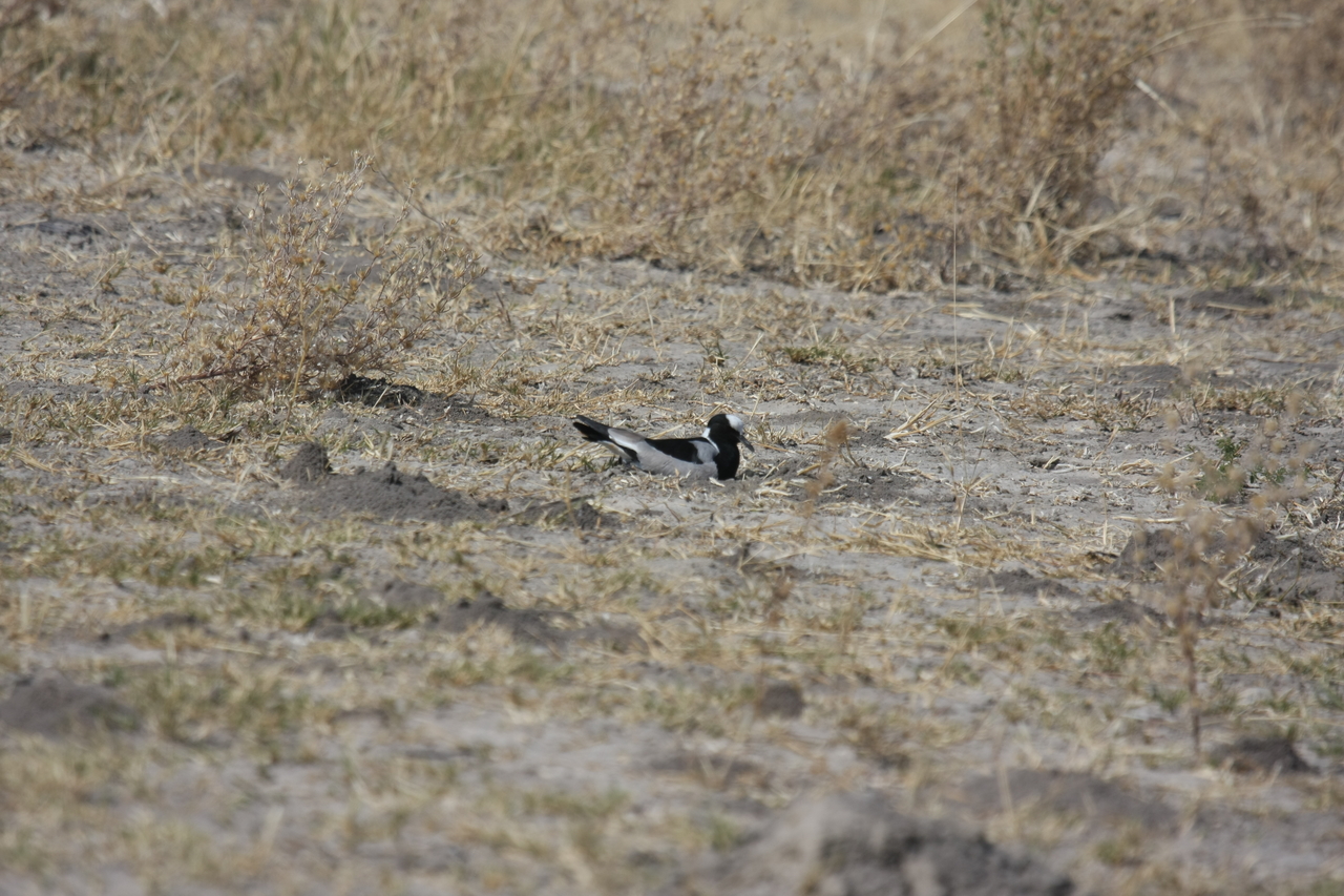 [23723] 2016_06_30_05_04_15_Africa_Canon_EOS_40D_IMG__11461.jpg