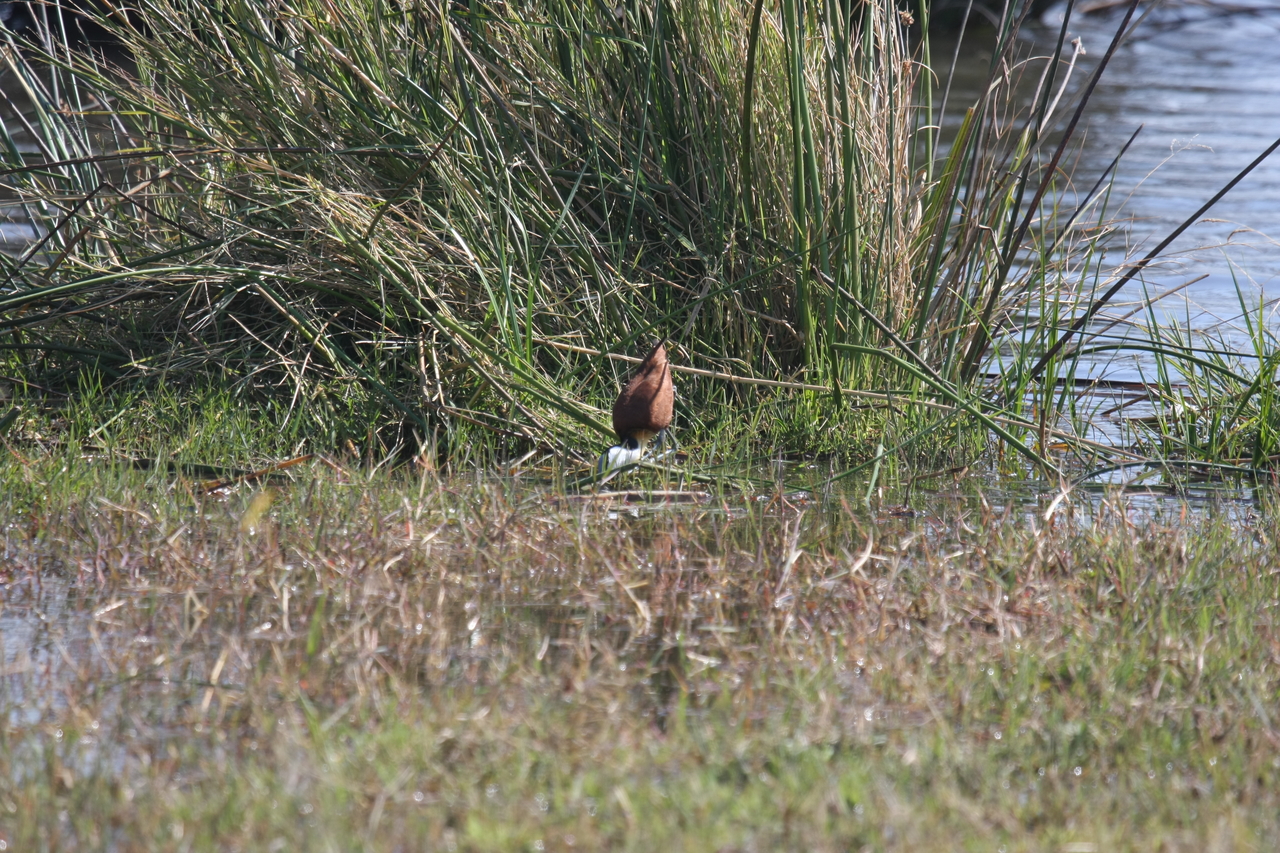 [23755] 2016_06_30_05_09_06_Africa_Canon_EOS_40D_IMG__00295.jpg