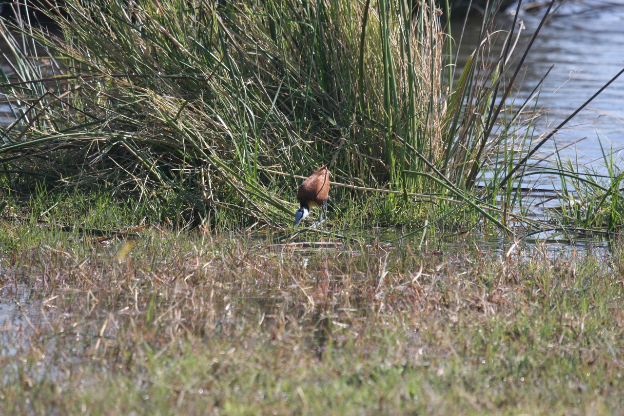[23760] 2016_06_30_05_09_06_Africa_Canon_EOS_40D_IMG__11467.jpg