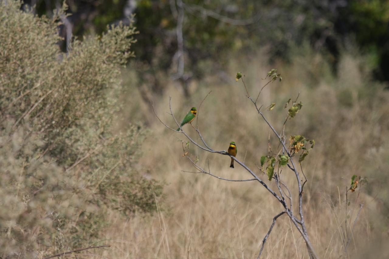 [23794] 2016_06_30_05_19_45_Africa_Canon_EOS_40D_IMG__11471.jpg