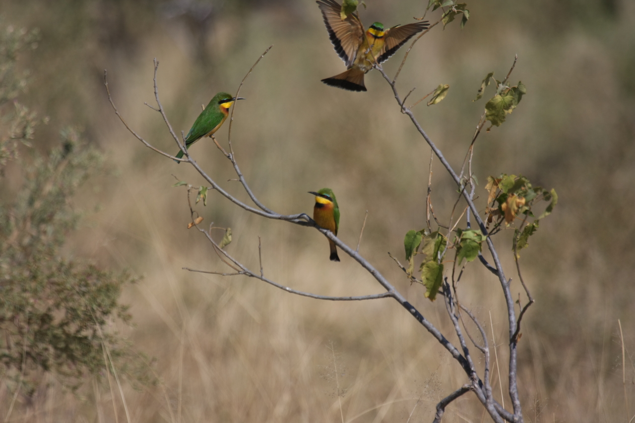 [23800] 2016_06_30_05_19_53_Africa_Canon_EOS_40D_IMG__11473.jpg