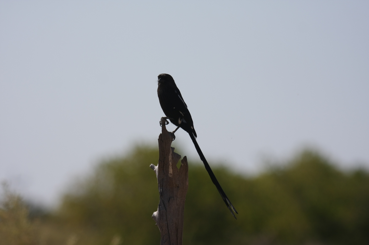 [23830] 2016_06_30_05_21_53_Africa_Canon_EOS_40D_IMG__11482.jpg