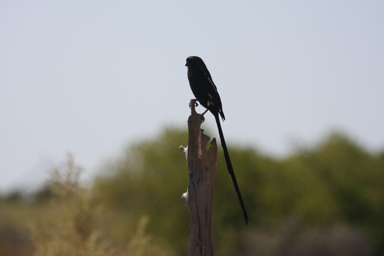 [23834] 2016_06_30_05_21_57_Africa_Canon_EOS_40D_IMG__00314.jpg