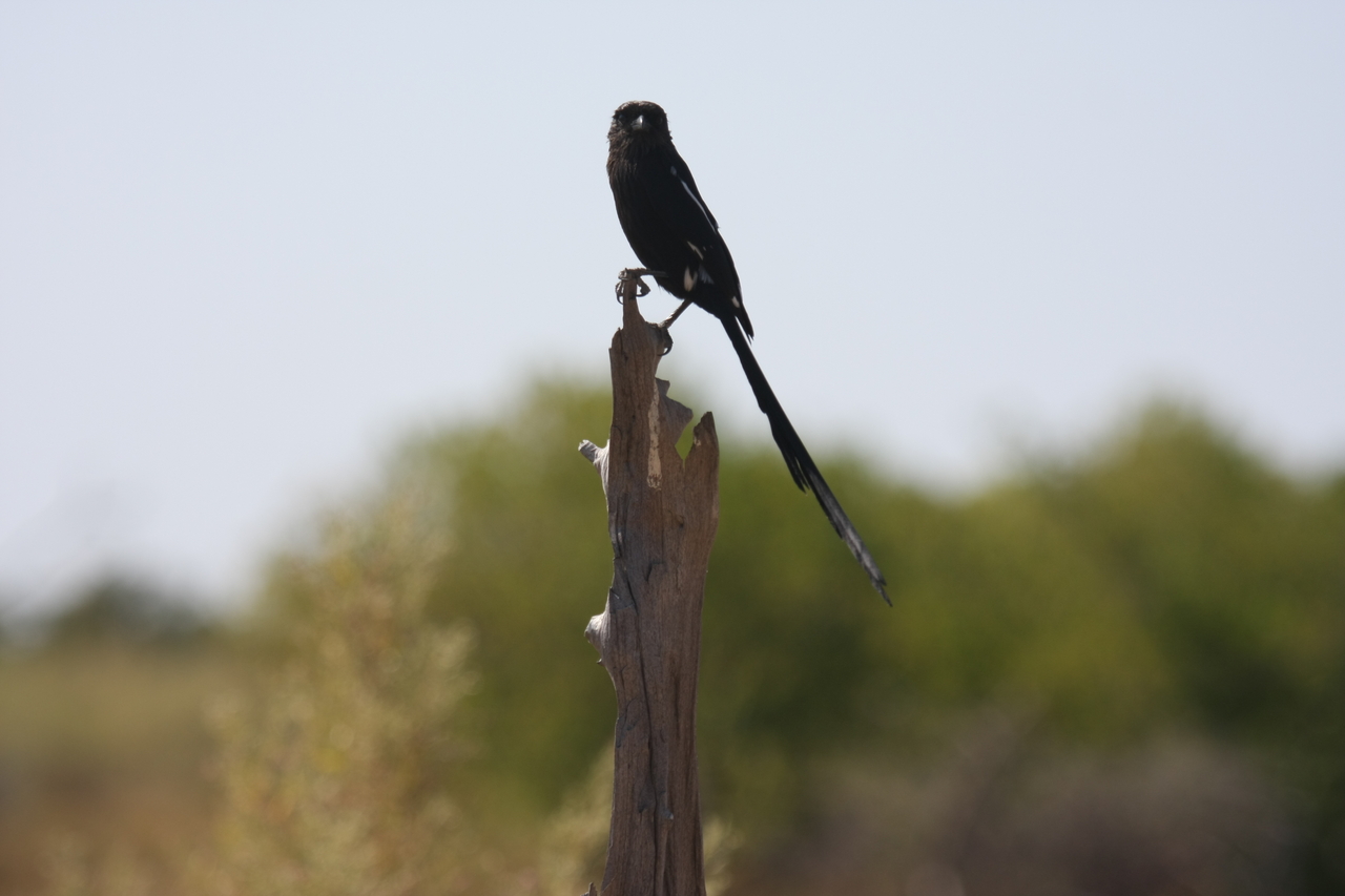 [23849] 2016_06_30_05_22_05_Africa_Canon_EOS_40D_IMG__11490.jpg