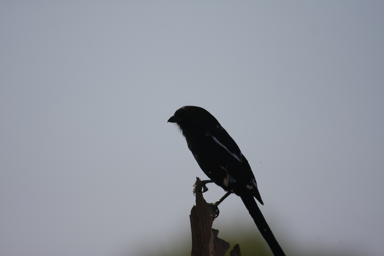 [23857] 2016_06_30_05_22_41_Africa_Canon_EOS_40D_IMG__04046.jpg