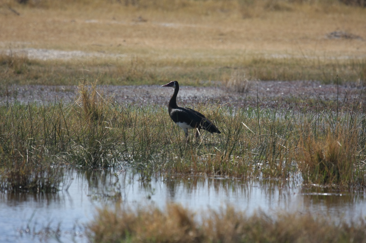 [23863] 2016_06_30_05_23_43_Africa_Canon_EOS_40D_IMG__00323.jpg