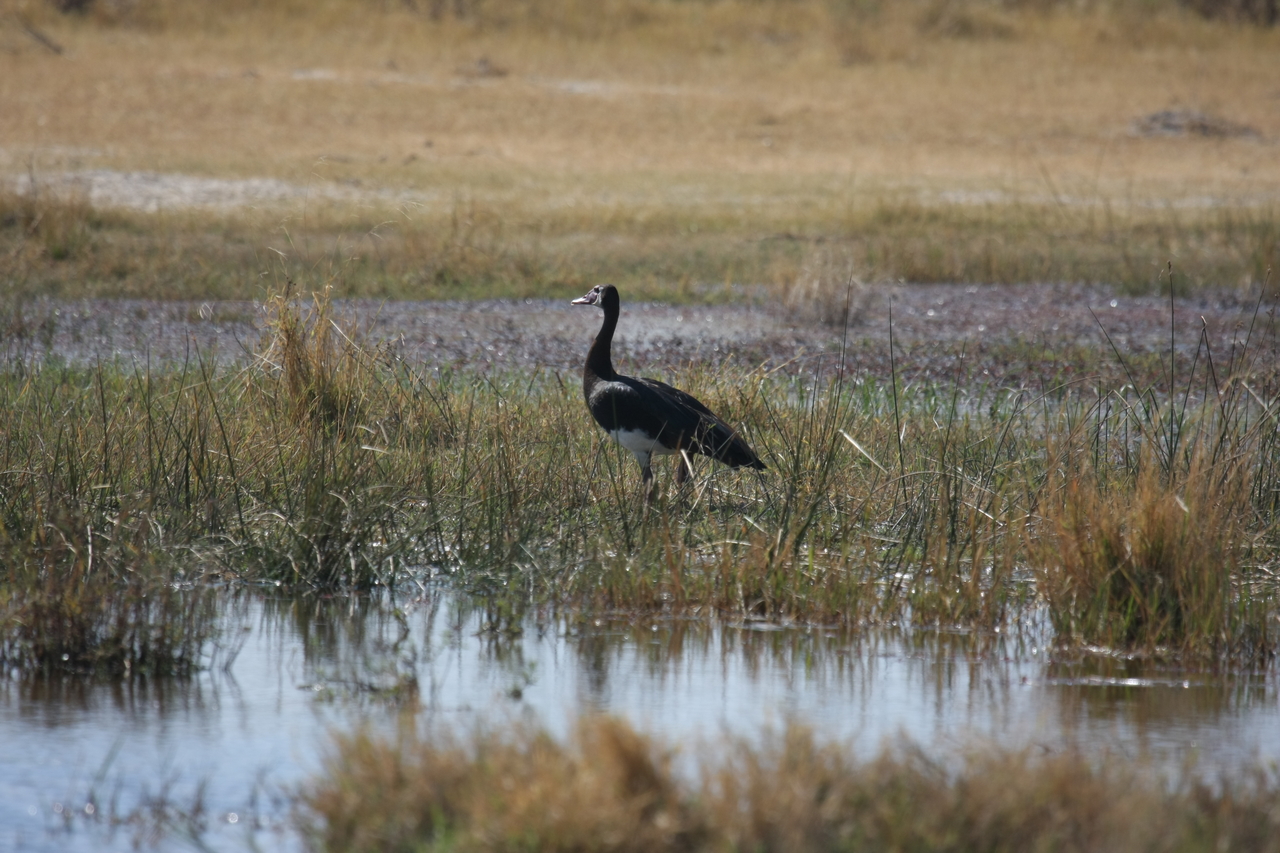 [23870] 2016_06_30_05_23_43_Africa_Canon_EOS_40D_IMG__11498.jpg