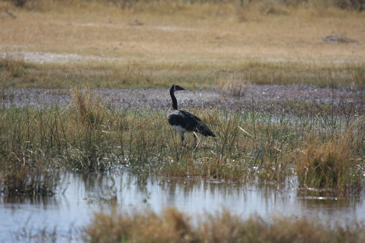 [23873] 2016_06_30_05_23_46_Africa_Canon_EOS_40D_IMG__00328.jpg