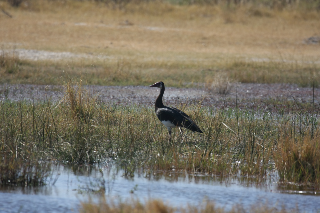 [23880] 2016_06_30_05_24_02_Africa_Canon_EOS_40D_IMG__04055.jpg